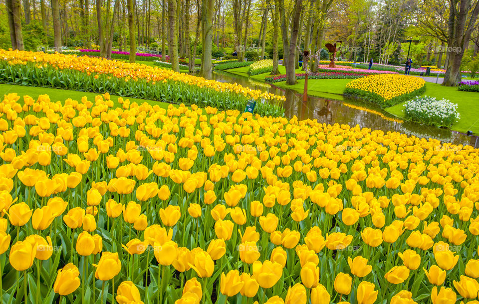 Yellow tulips Garden 