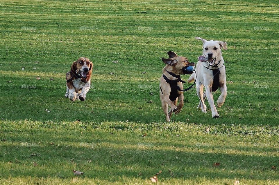 Dog chase