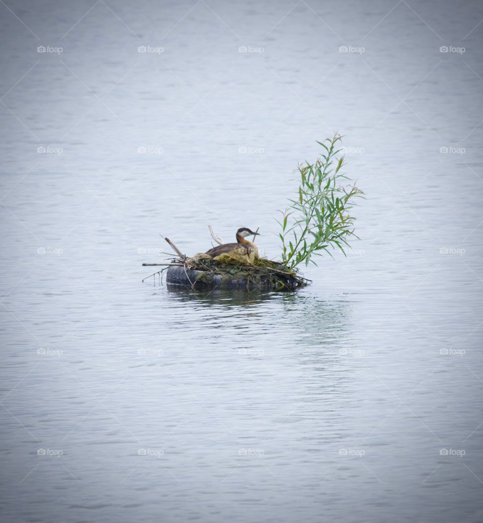 A duck recycling an old tire to make a floating nest in the lake