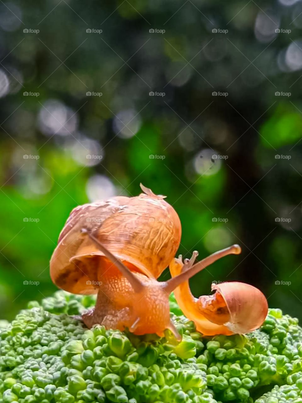 two snails on a green flower