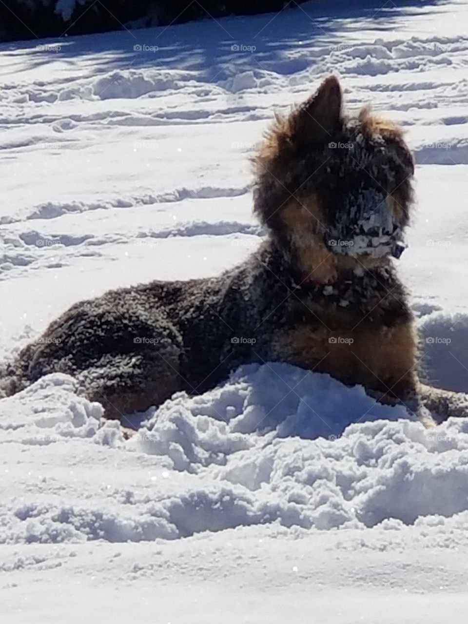 German shepard pup in the snow