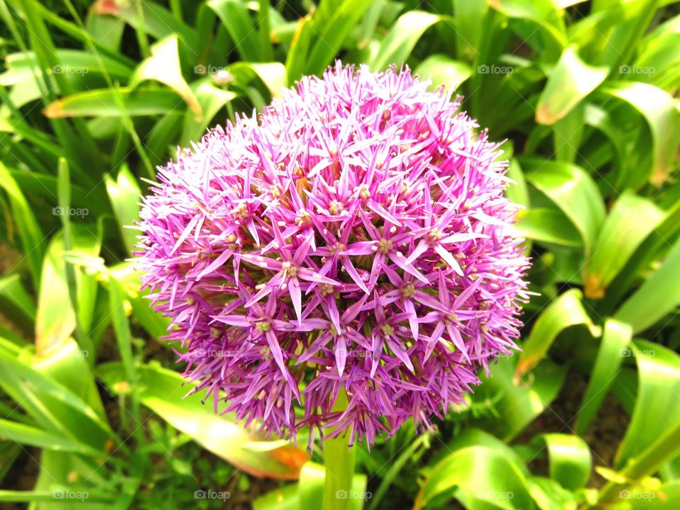 garlic plant