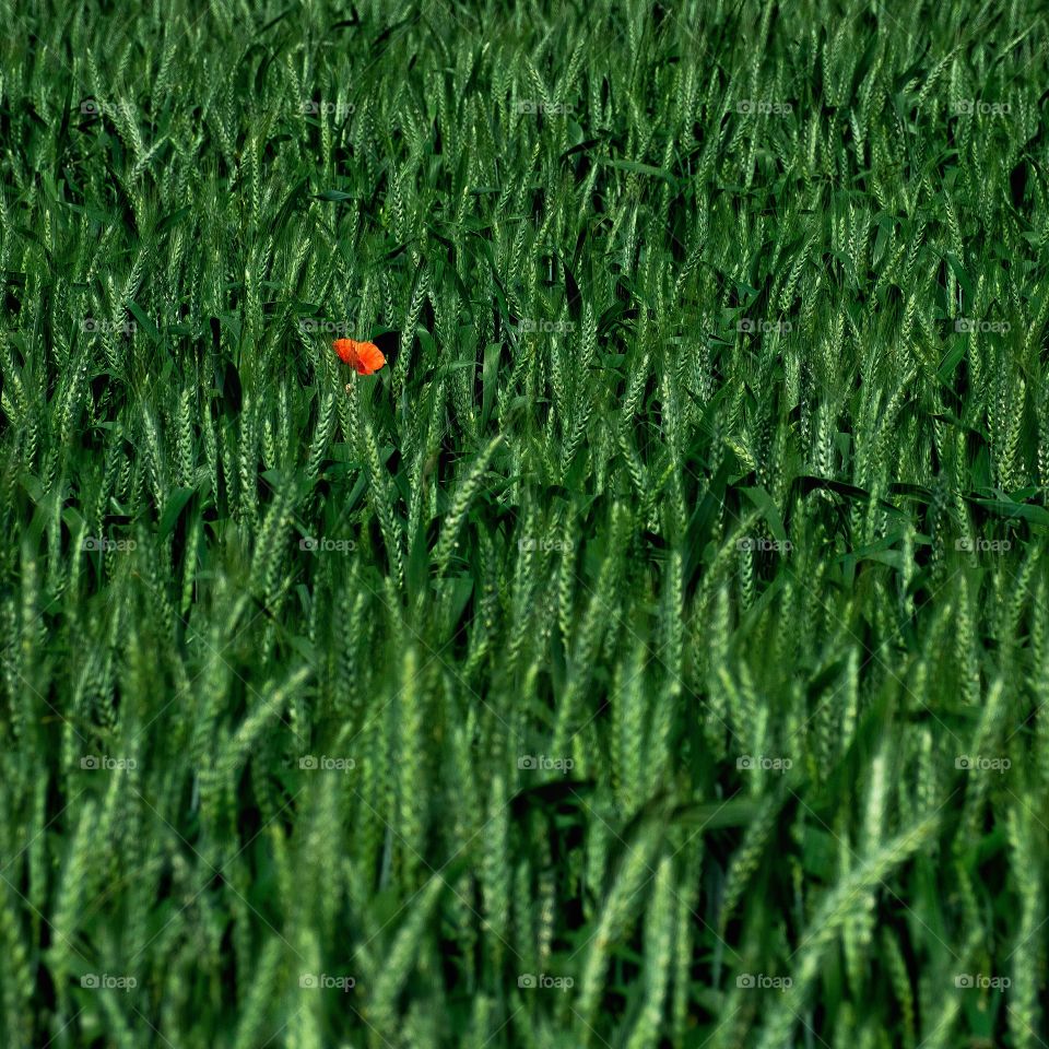 Field, Grass, Hayfield, Growth, Flora