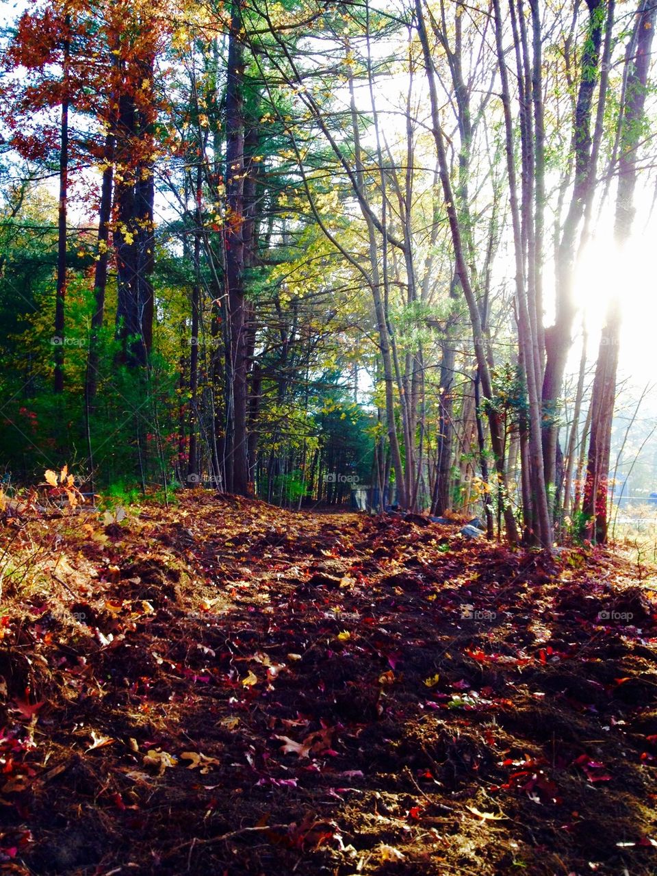 Road in Woods with Trees and Sun