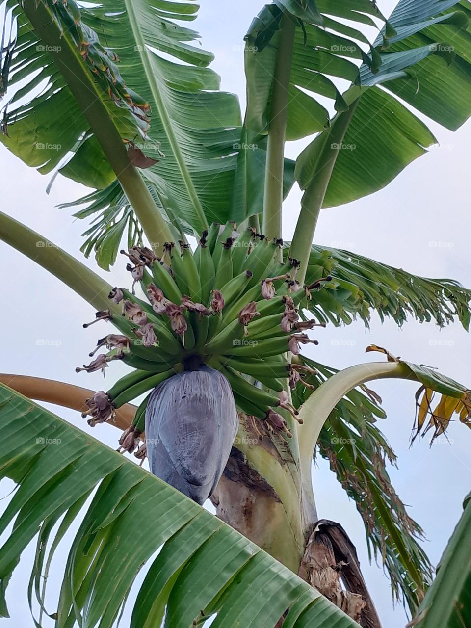Banana tree.