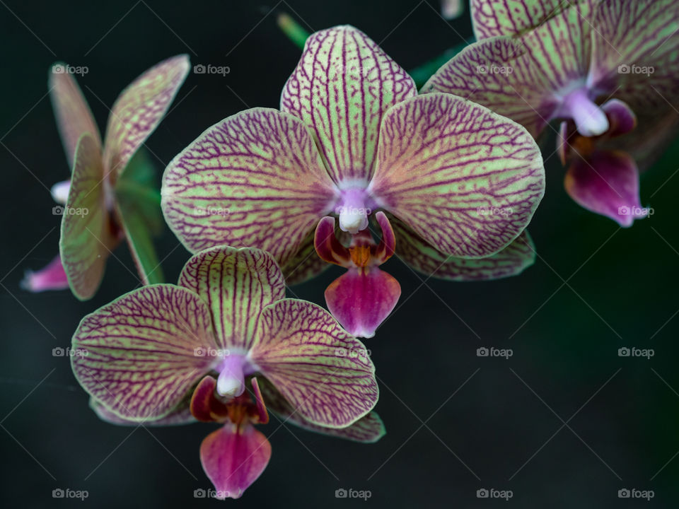 Orchidias