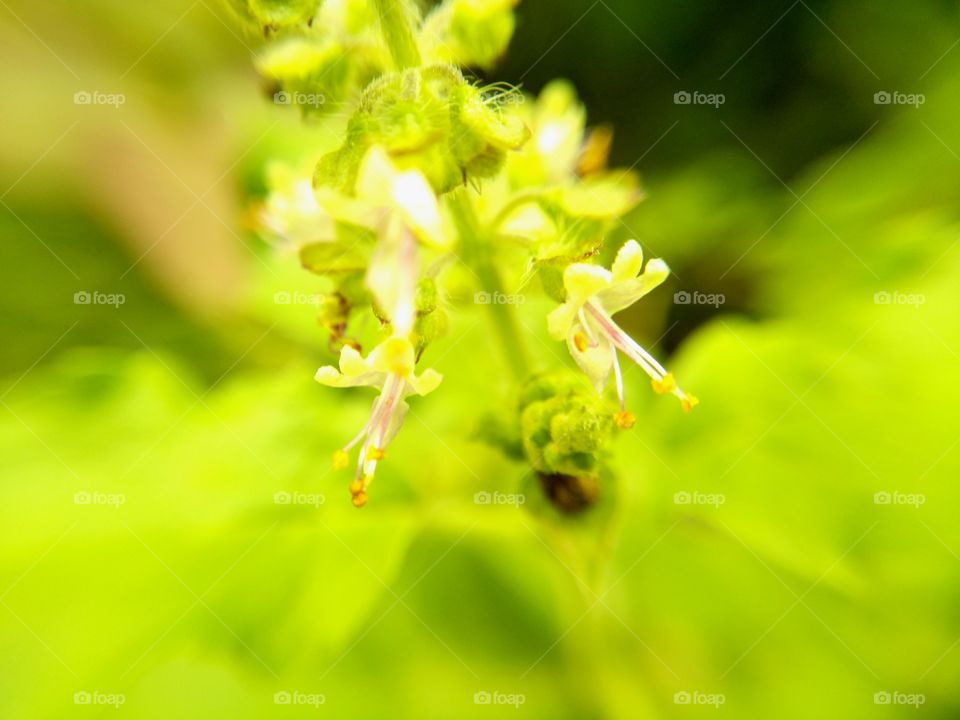 basil flowers