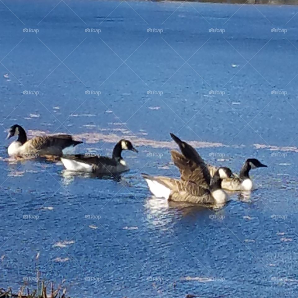 Beautiful Geese.. all flocked together