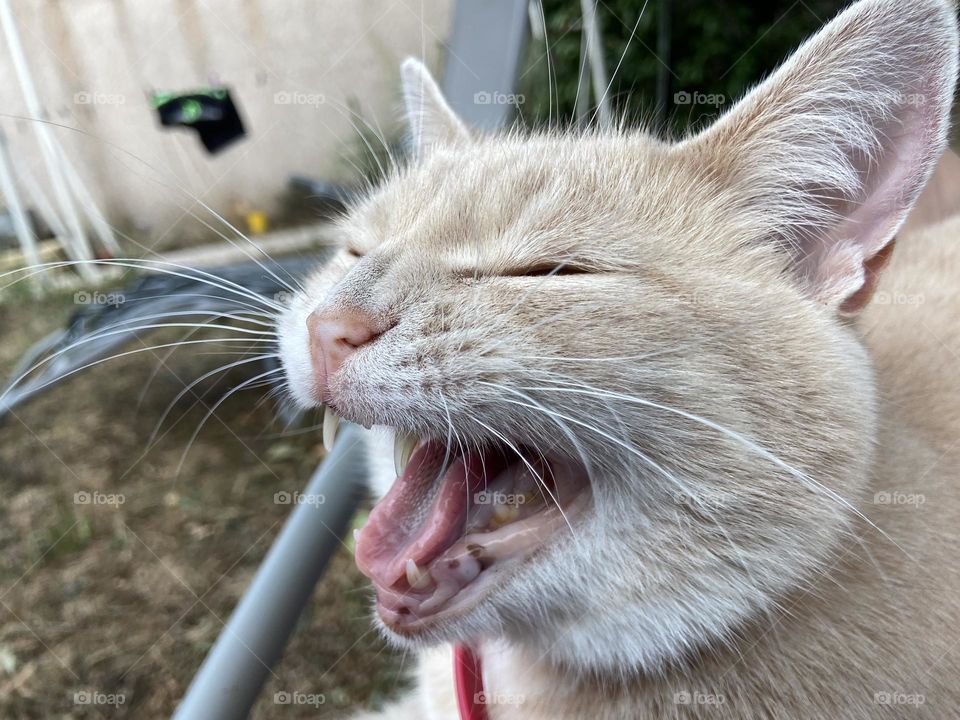 Portrait of a cat meowing 
