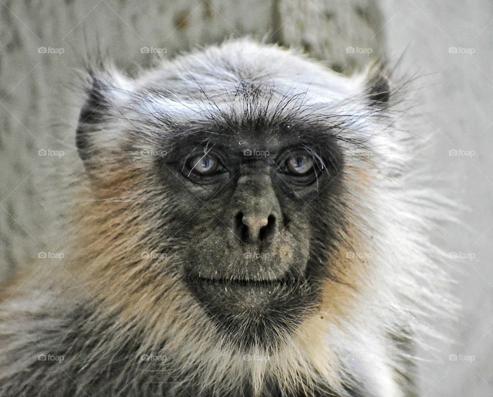 Monkey Face Close-up
