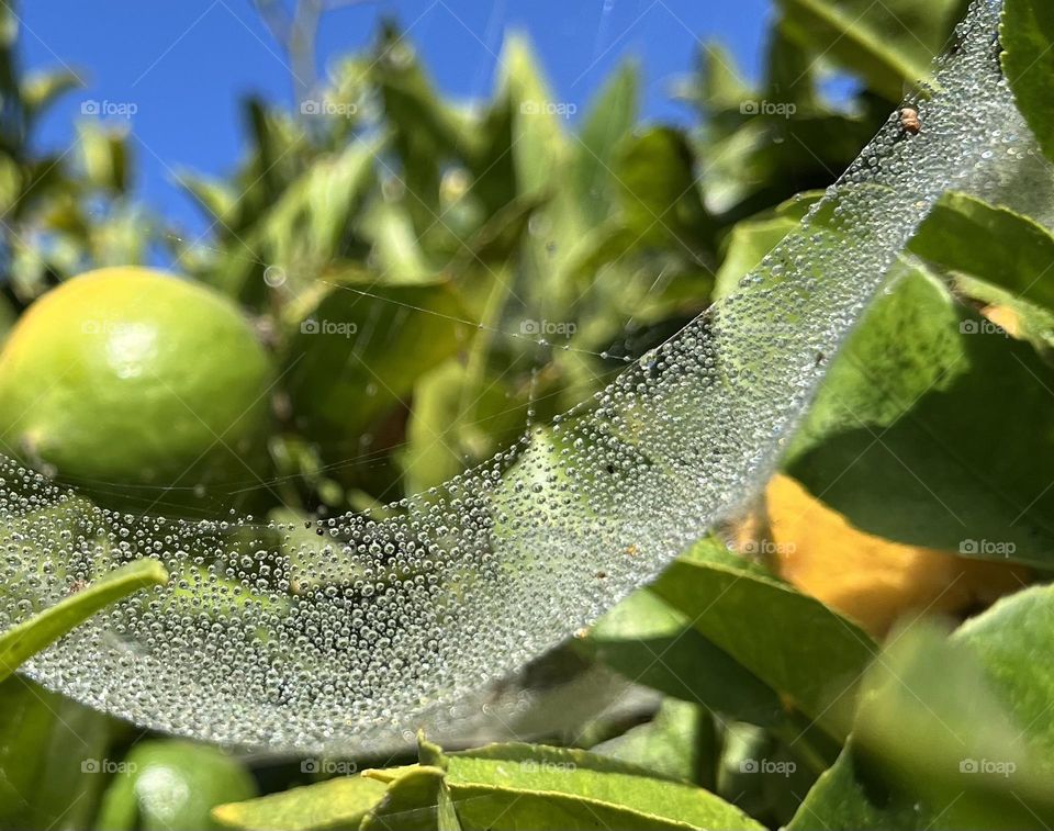 A spiderweb glistening with dewdrops cradling an unripe lemon against a blue sky.