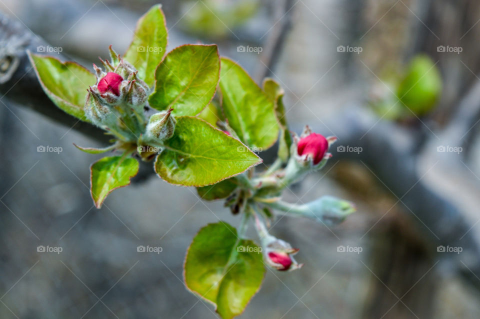 colorful in spring and become sweet fruits in sommer