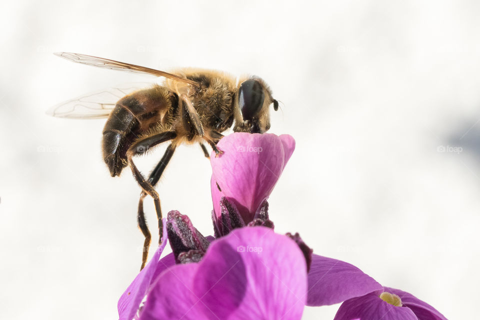 Close-up on bee drinking nectar from purple flower 
