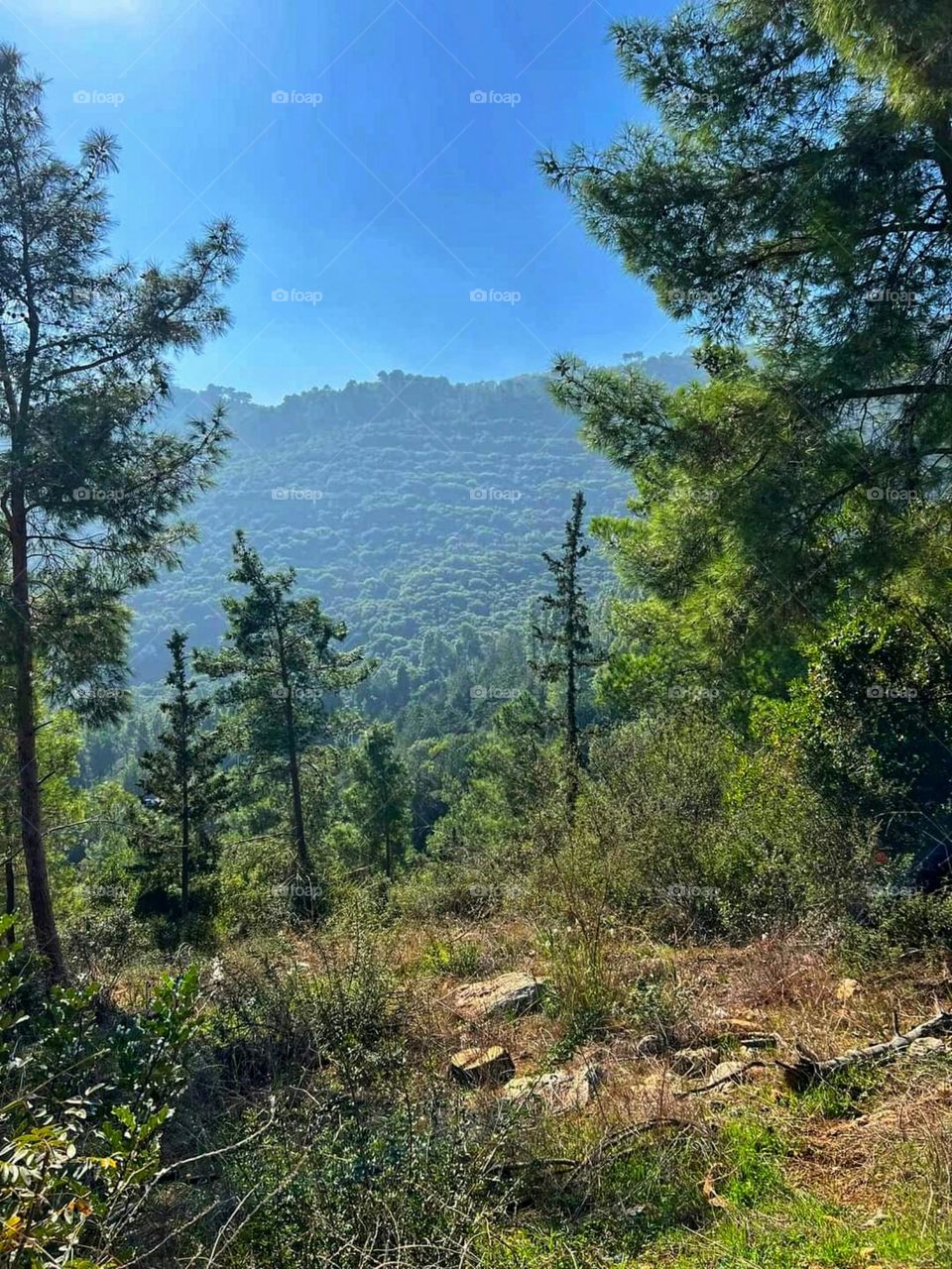 Nature in Haifa