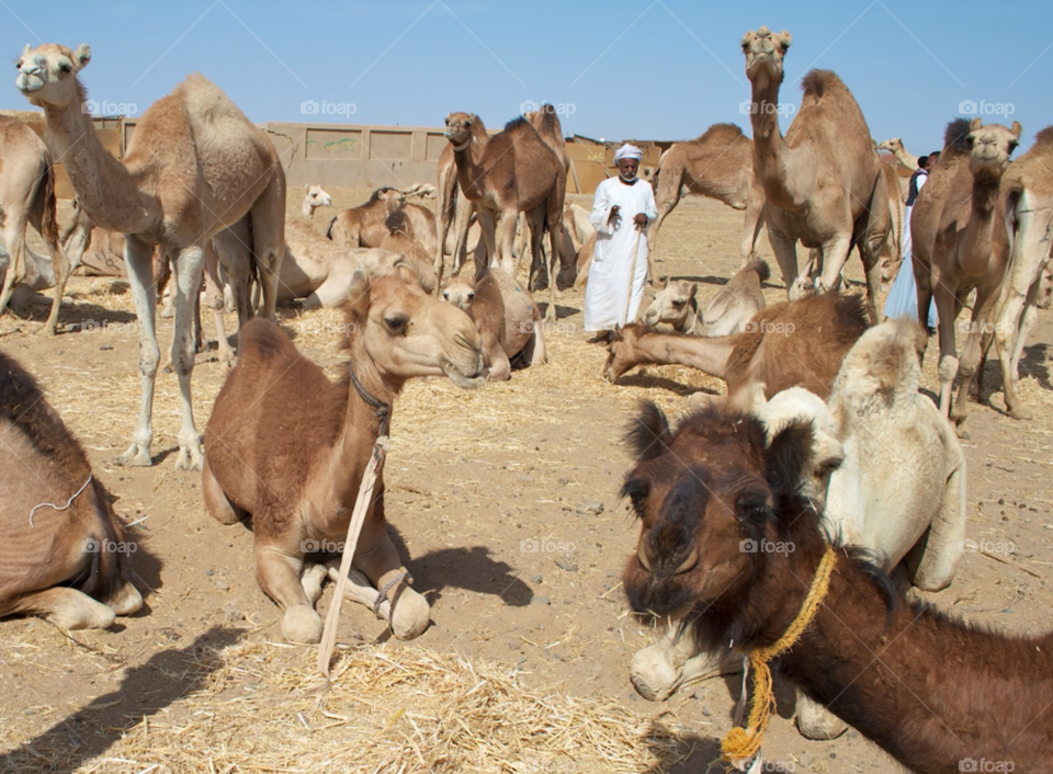 animal egypt camel camels by KathOnEarth