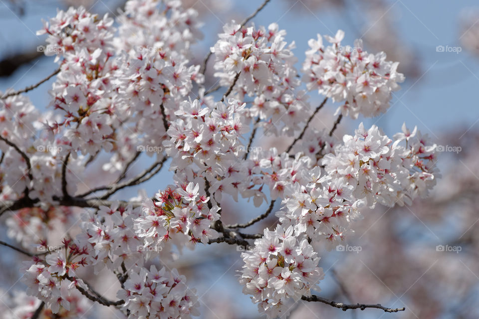 Clusters of beautiful cherry blossoms