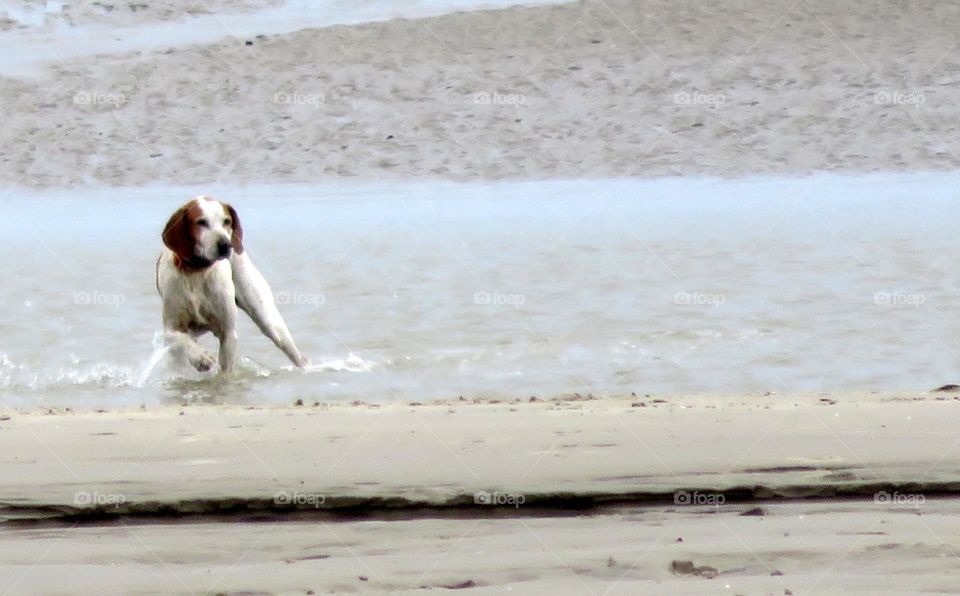 frolicking at the beach