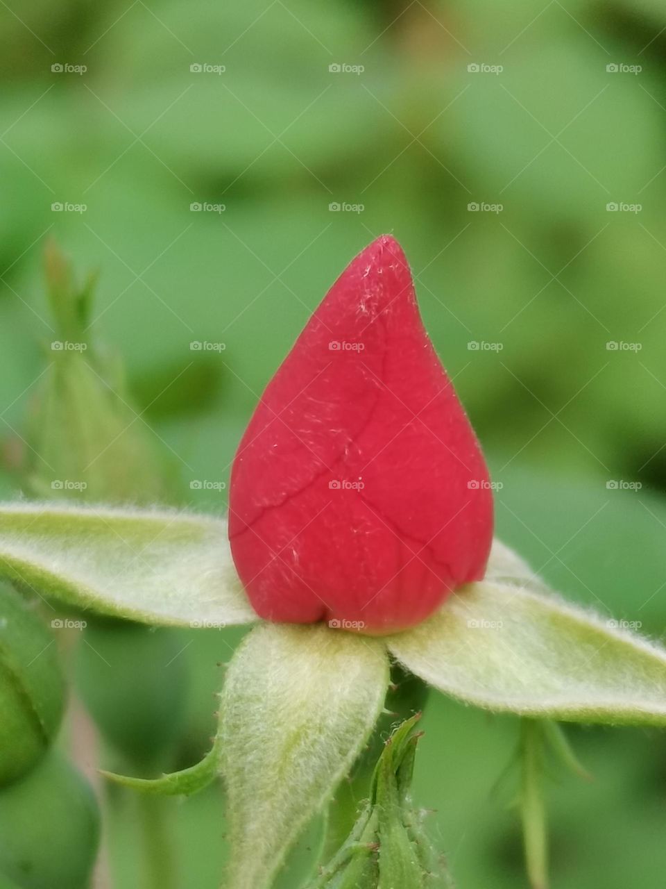 bud