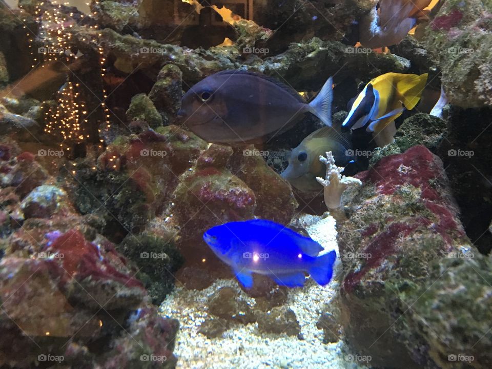 Peixe Azul