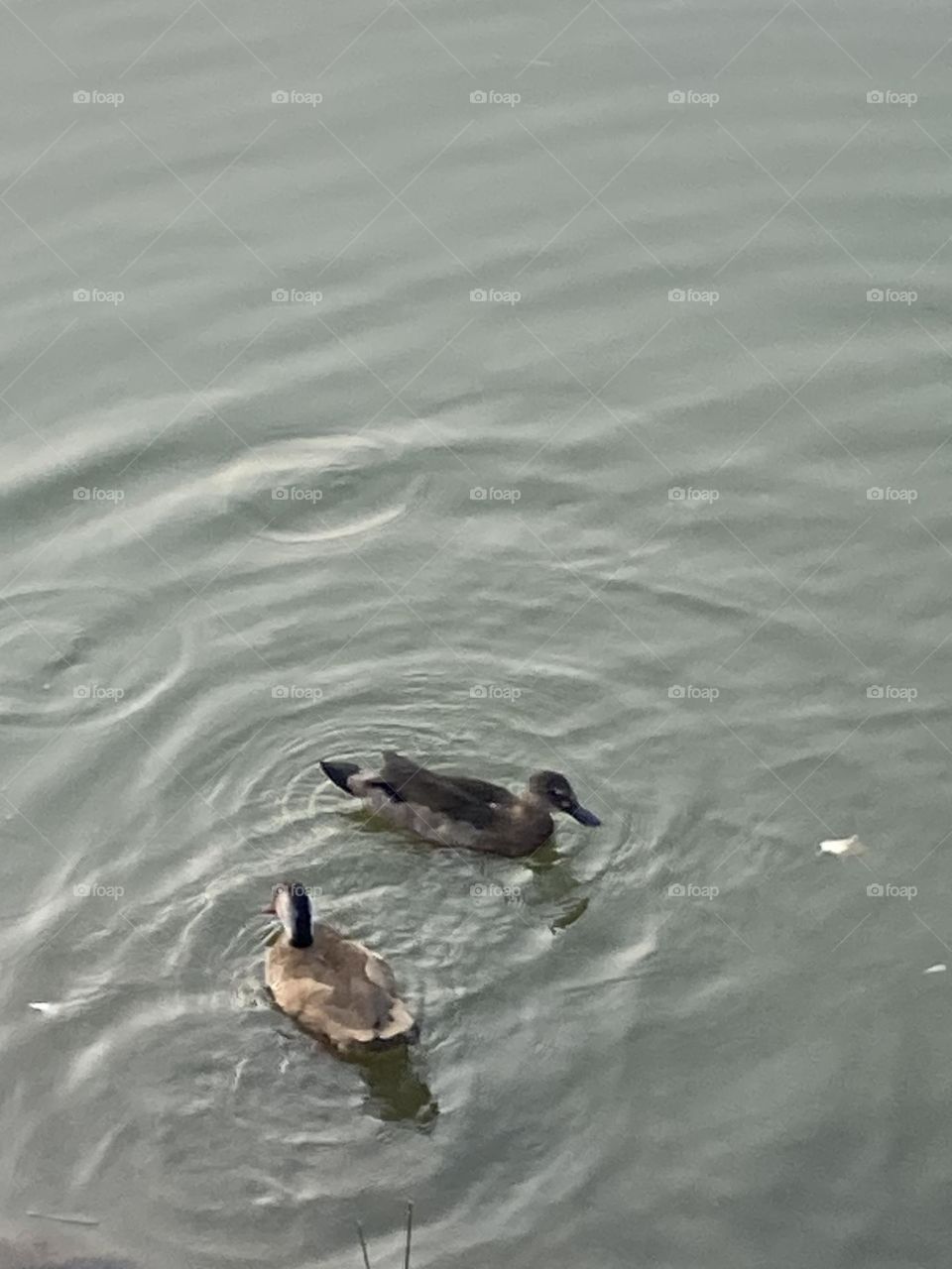 Paisagem de lagoa com dois patinhos selvagens escuros.