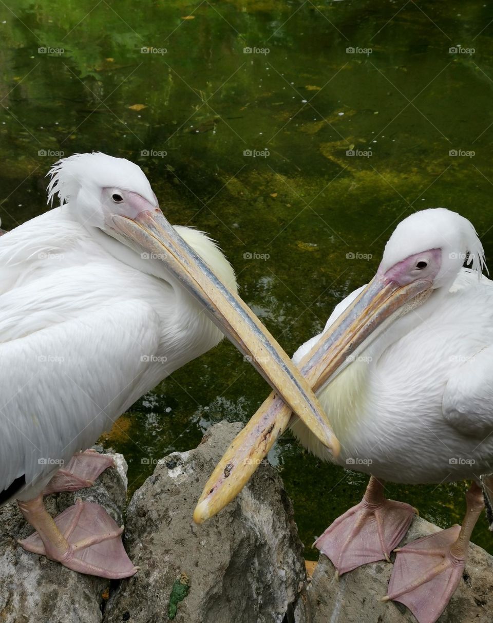 Тwo pelicans. Birds in the photo. Birds portrait.