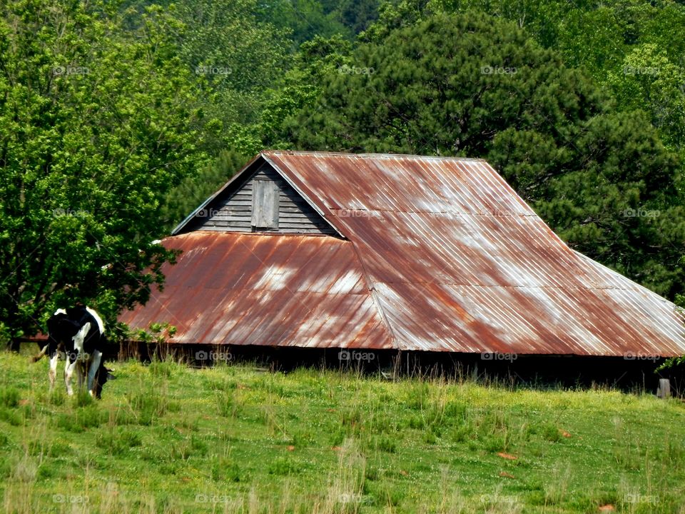 old rustic barnbehind a cow grazing in a green pasture