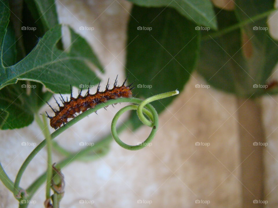 Caterpillar 