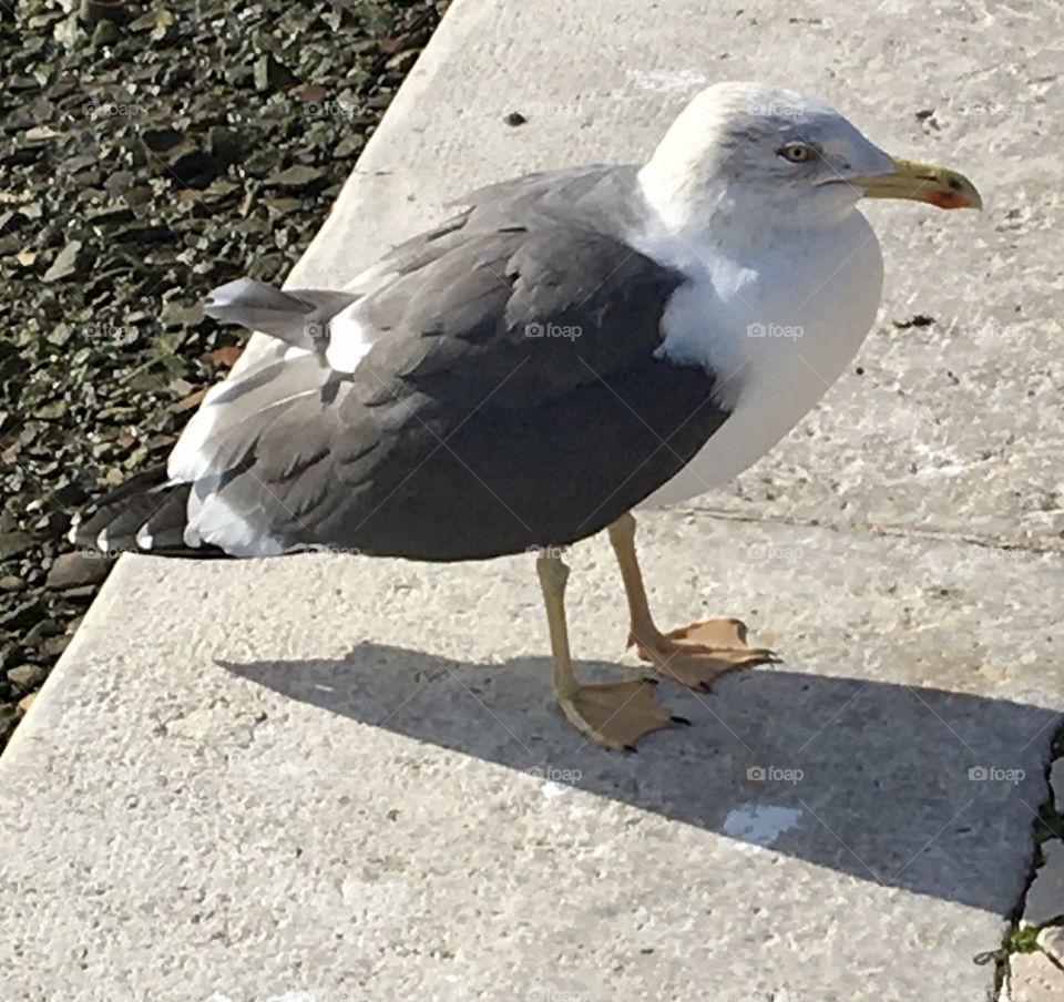 Goéland - seagull