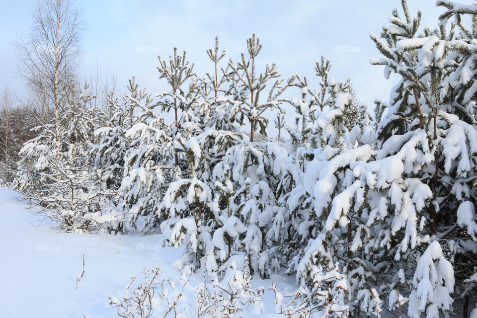 winter forest