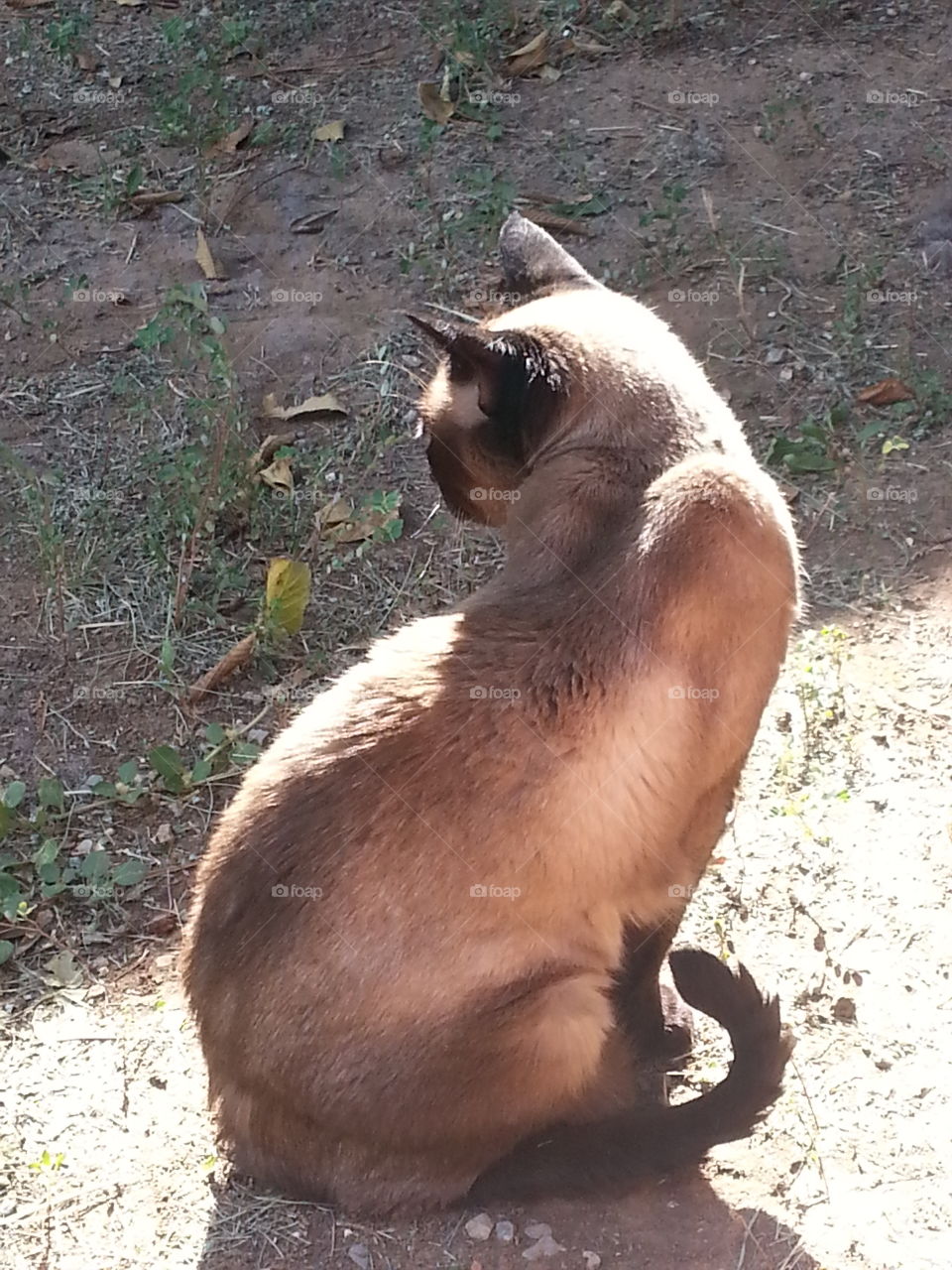 beautiful Siamese cat