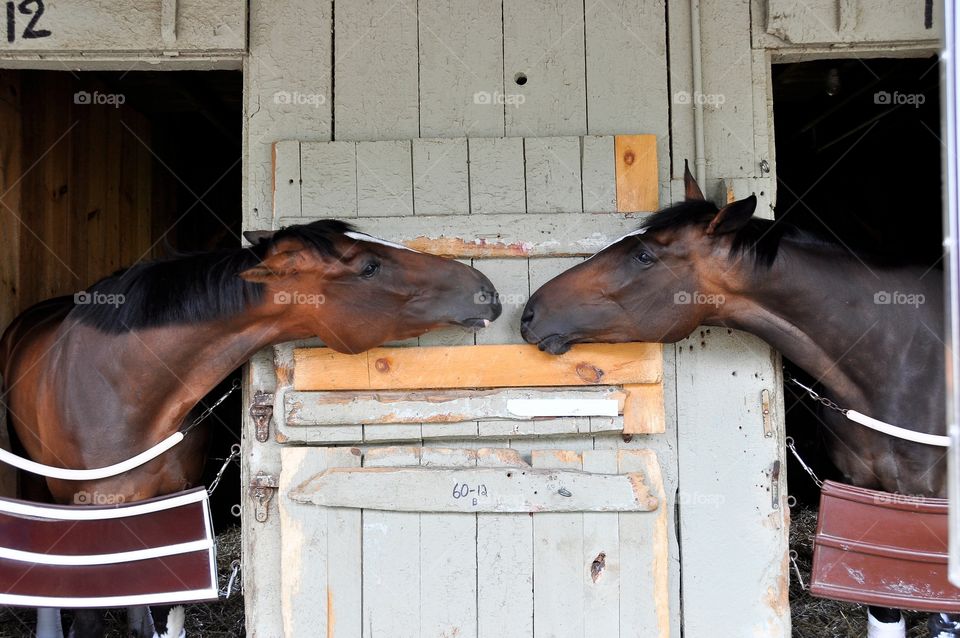 Saratoga Love. Horse Haven  Saratoga where everyone falls in love, including the horses who kissed each other.
Zazzle.com/fleetphoto
