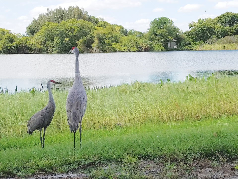 sandhill crane spotting