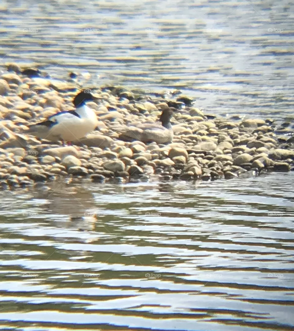 Common Merganser
