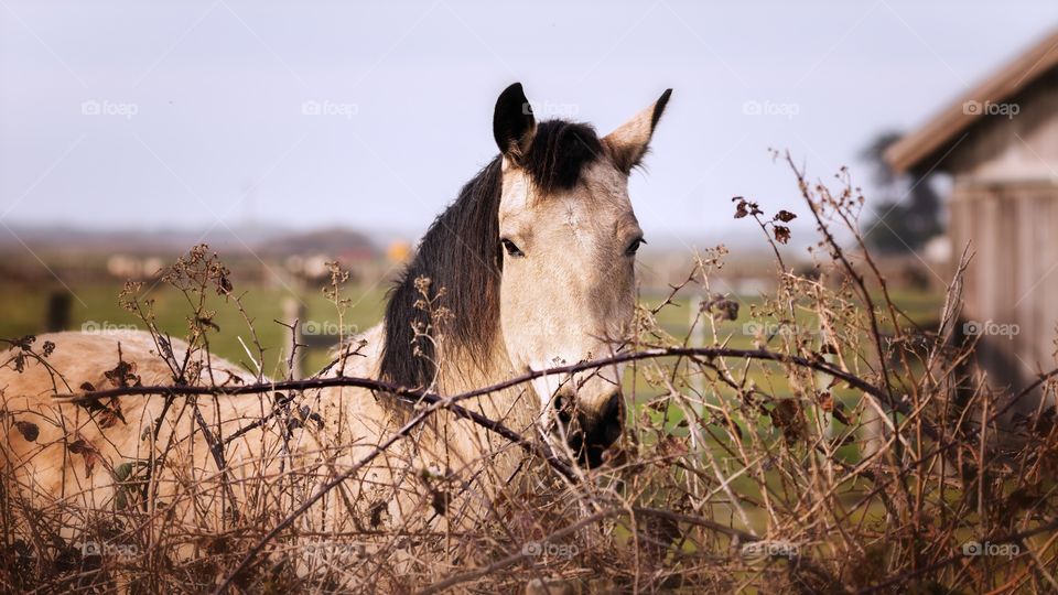 Horse at the farm