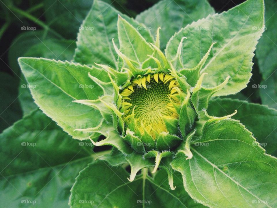 Baby sunflower 