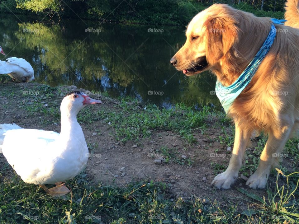 Being ducks don't stop him from being friends