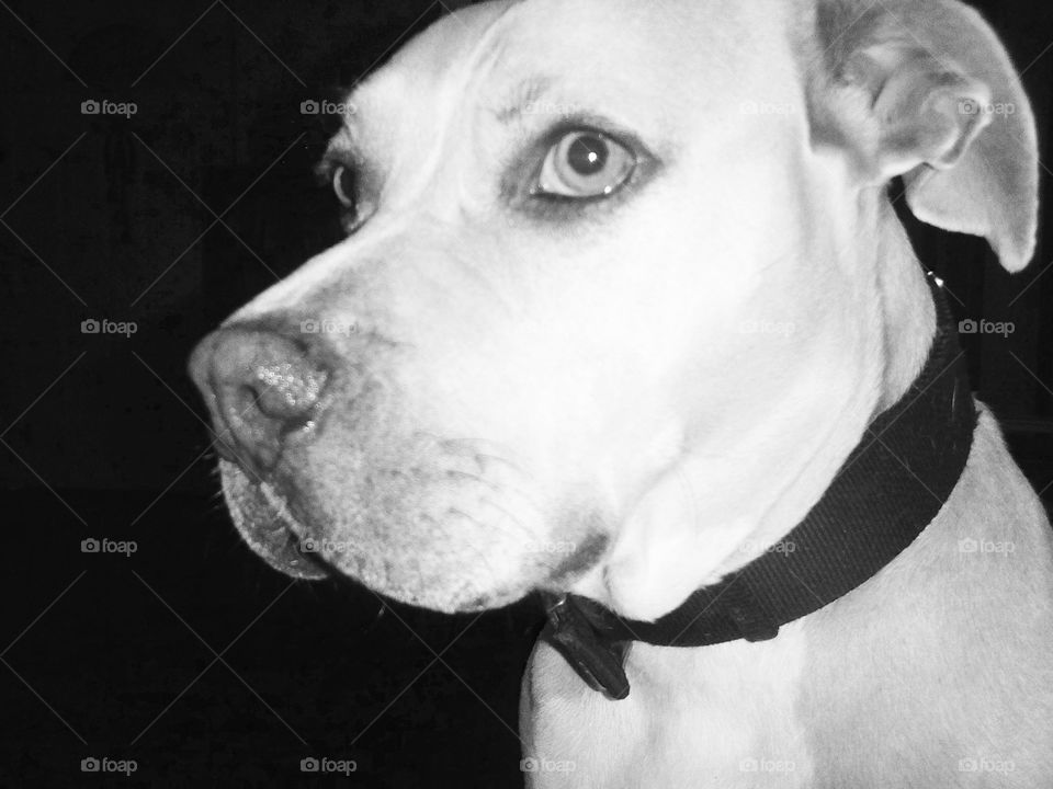 Our pit bull dog Toby's portrait 