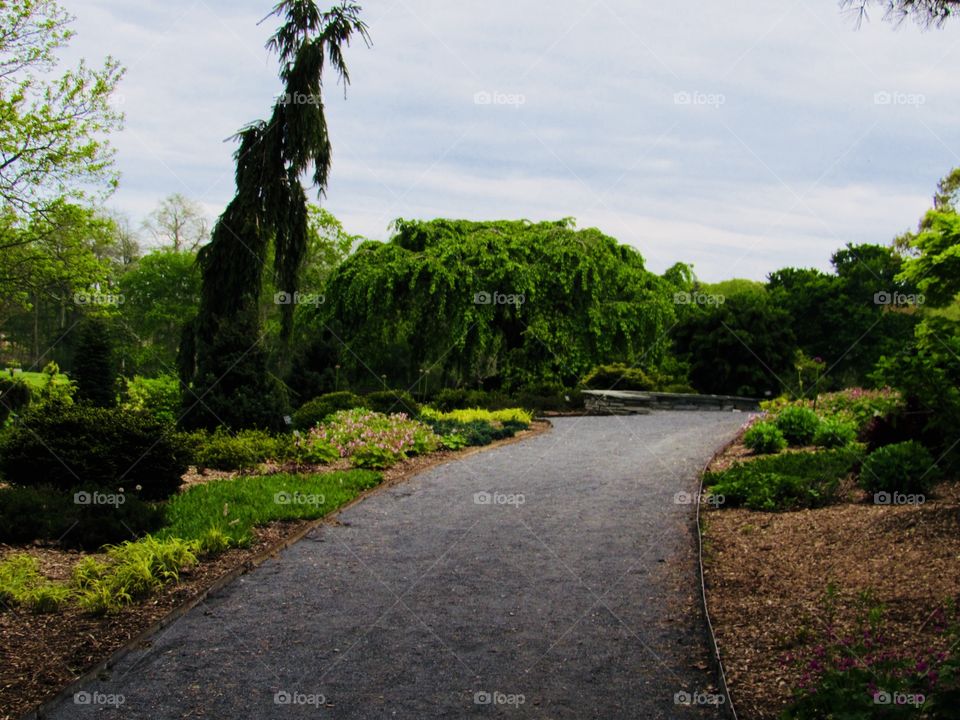 New York, Long Island, Nature, tree, plants, outdoors, calm, relax, shades, colors, Clouds, sky, path, view,