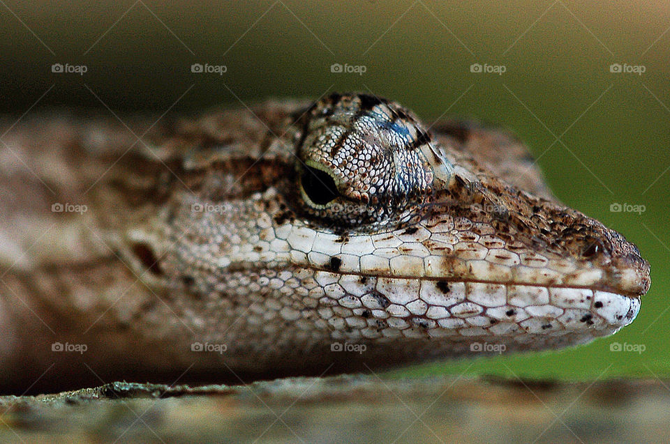 nature lizard reptile close up by resnikoffdavid