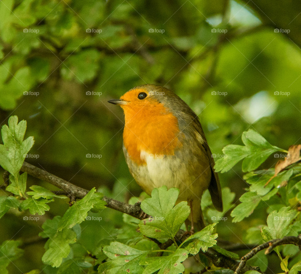 Robin