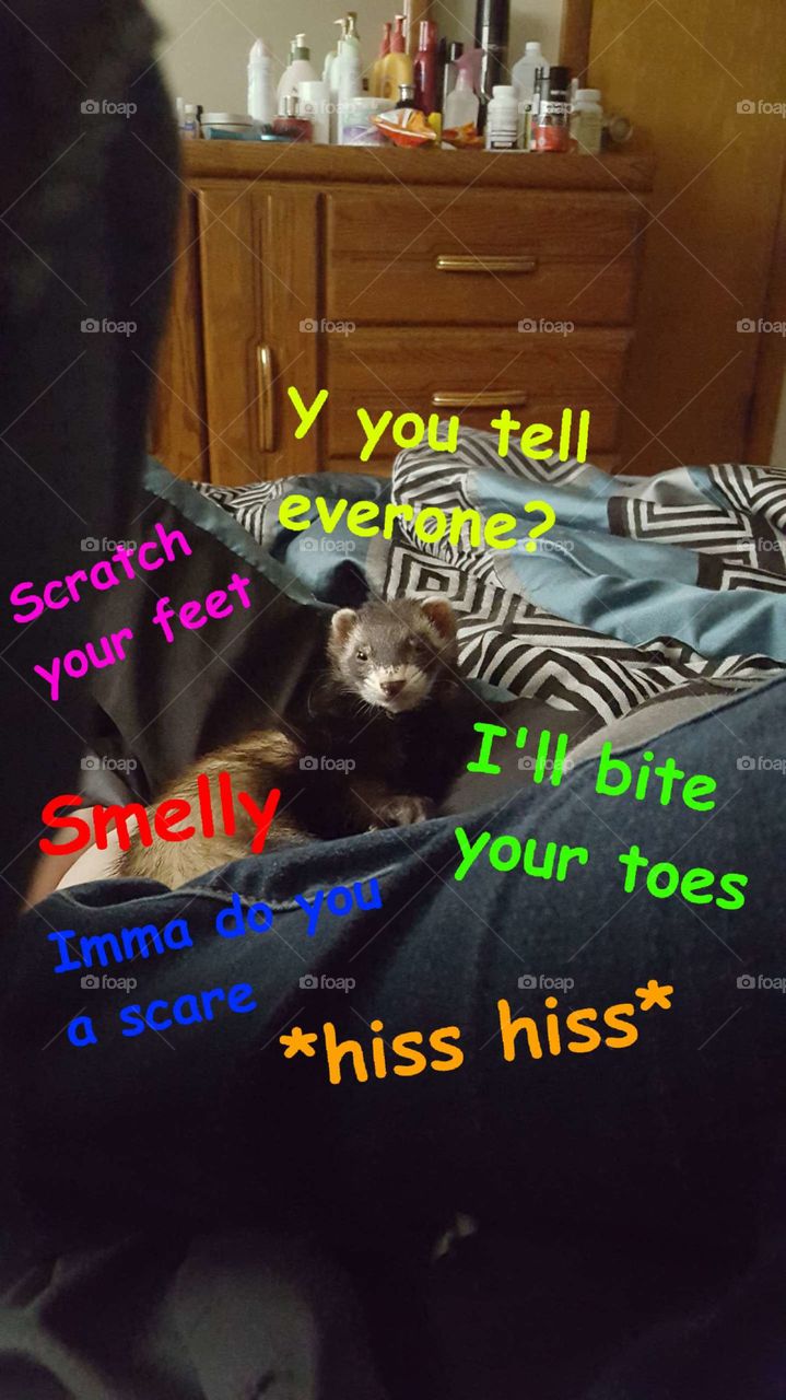 Who doesn't need a meme ferret