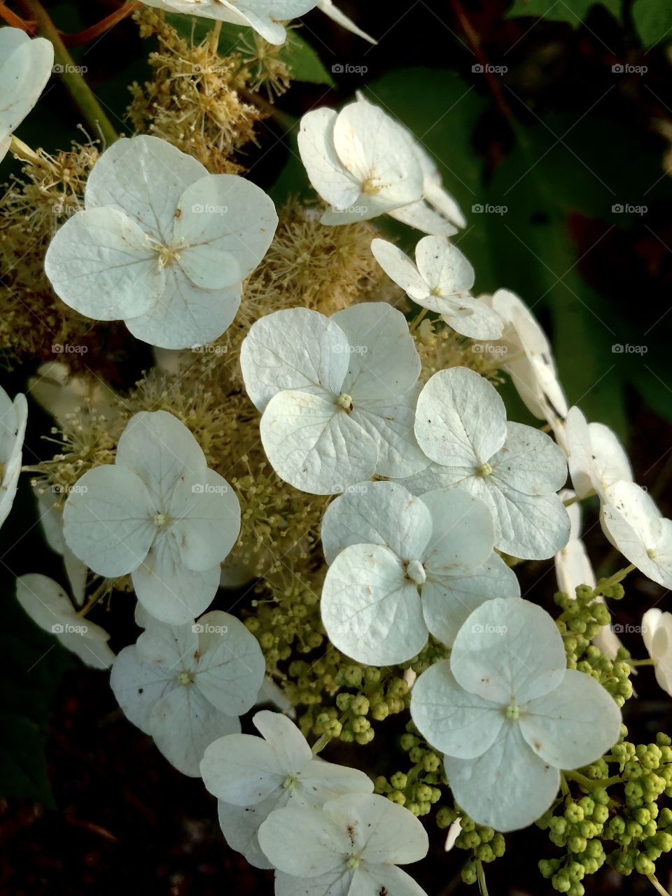 Soft warm sunlight on oak leaf hydrangea blossom 