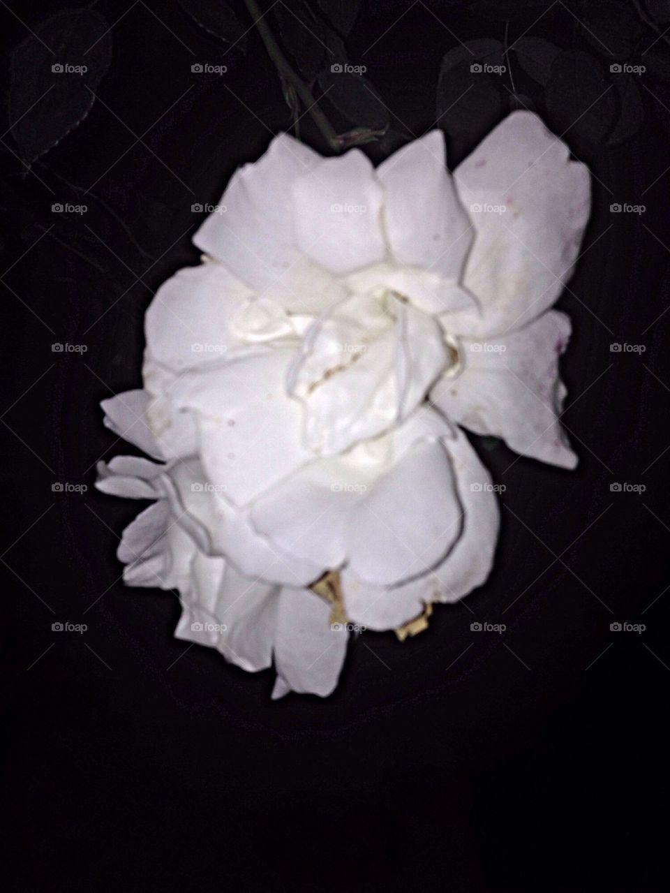 White rose in the dark 