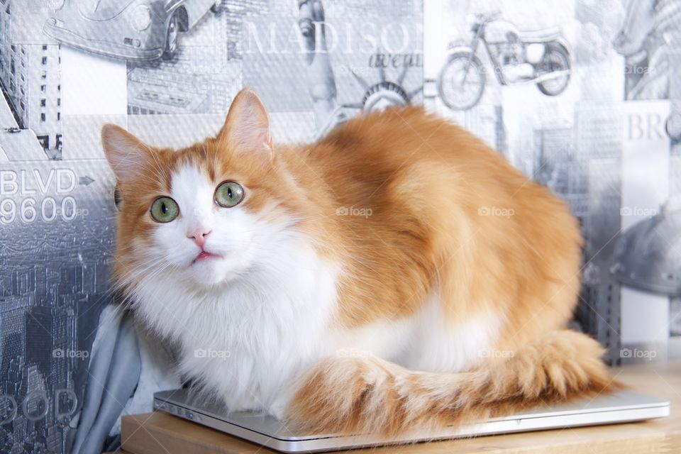 Norwegian Forest cat