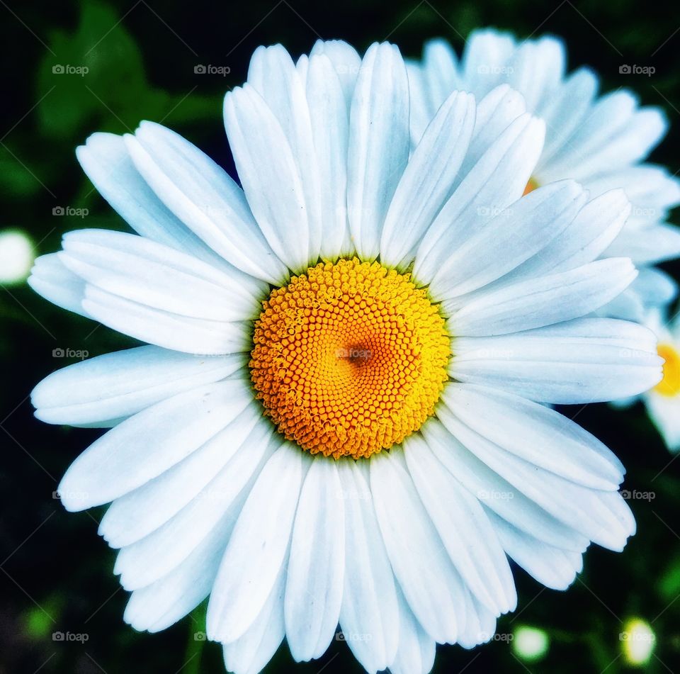 White daisy—taken in Ludington, Michigan 