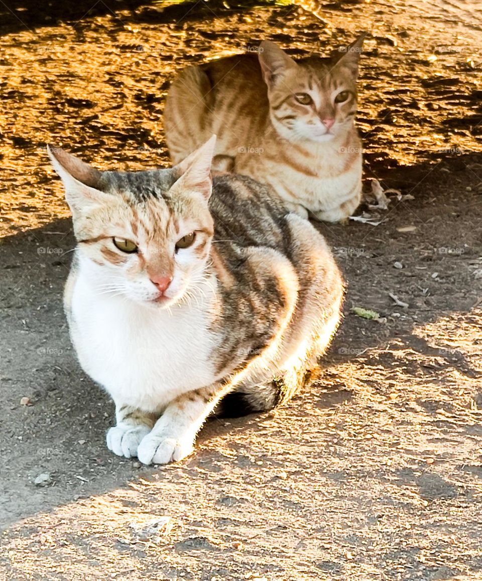 cats thinking deeply