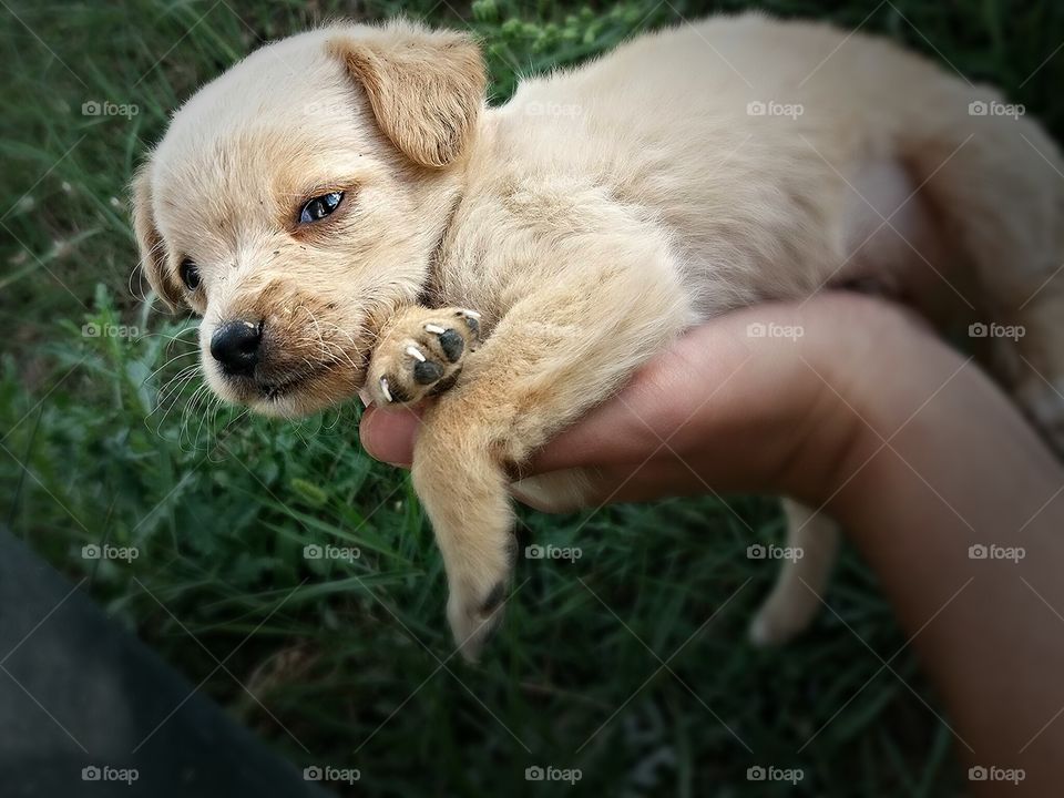Cute dogy 😊