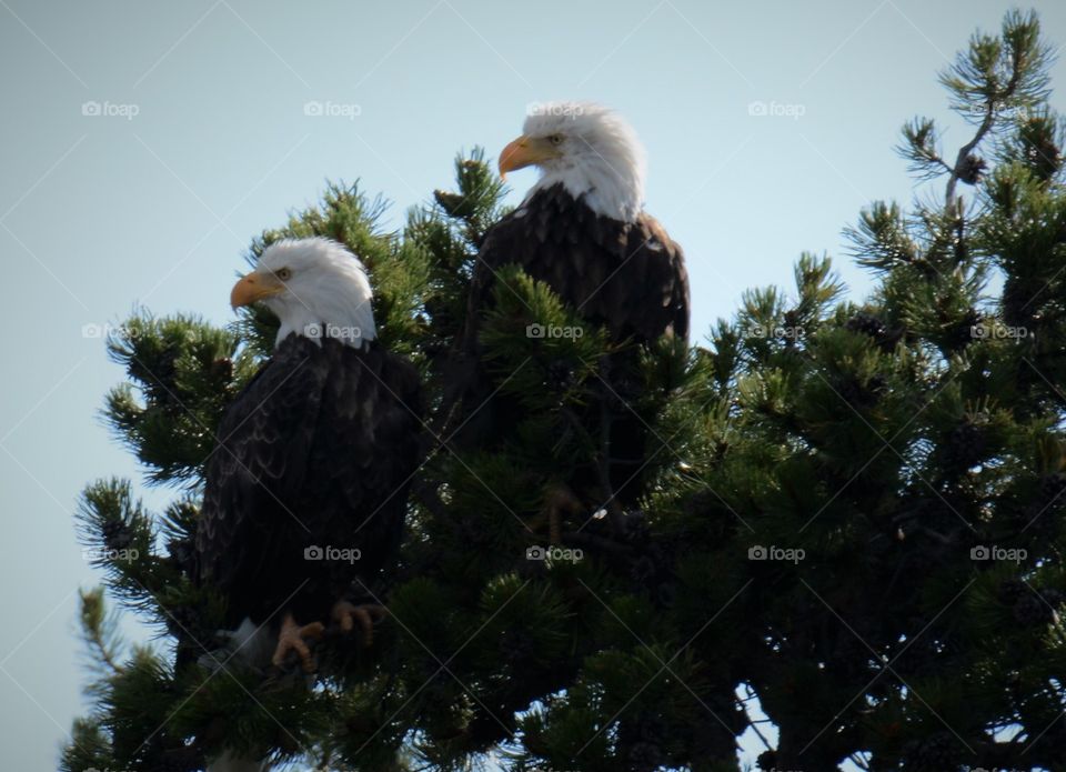 Eagles nest