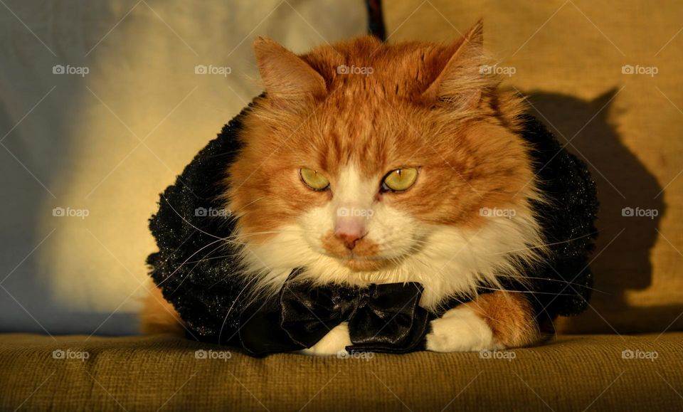 cat relaxing home in sweater autumn time