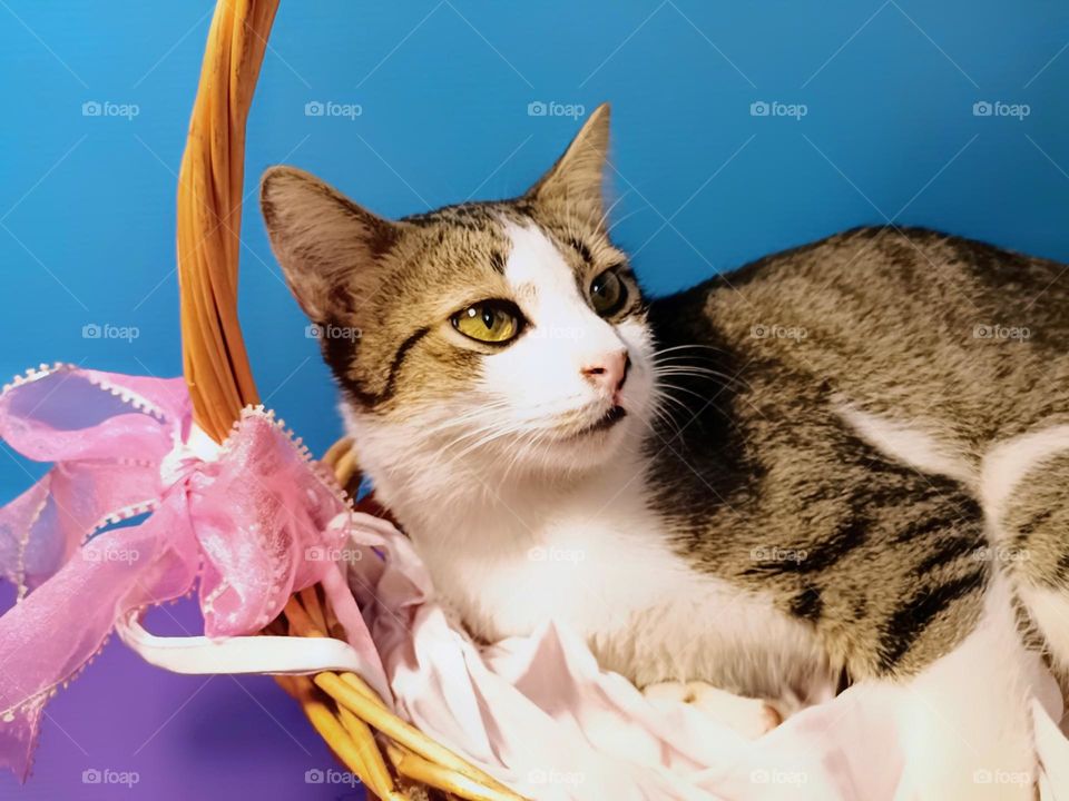 Vintage cats portrait.